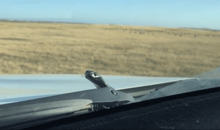 Cách phòng ngừa rắn chui vào ô tô Cách phòng ngừa rắn chui vào ô tô.