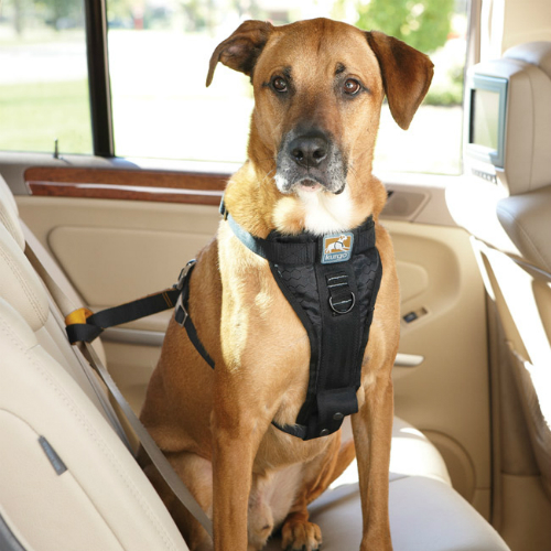 Top phụ kiện ô tô đáng mua nhất dành cho xe chở thú cưng 7