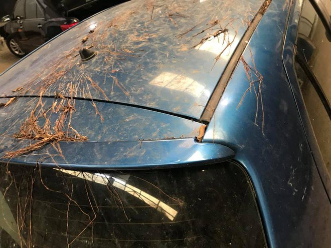 Toyota Yaris mọc đầy rễ cây như trong phim kinh dị 2 Toyota Yaris mọc đầy rễ cây như trong phim kinh dị 2a