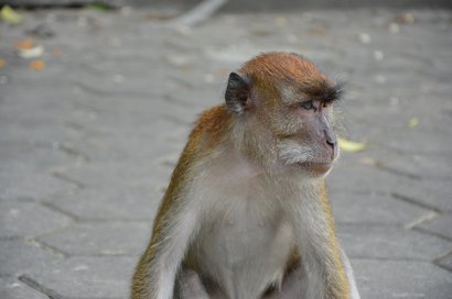 Luật vận chuyển linh trưởng ở Hoa Kỳ.