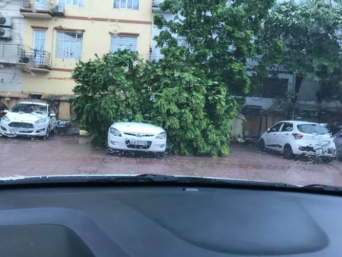 Hàng loạt ô tô bị cây đè bẹp do bão số 3 a8