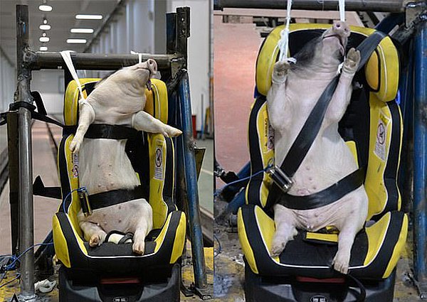 Lợn bị sử dụng trong thử nghiệm tai nạn xe hơi 