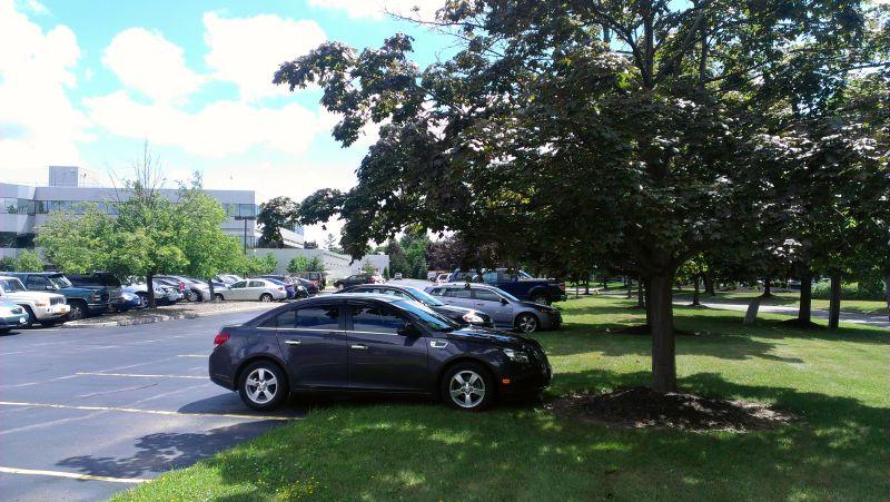 Đỗ xe trong công viên dưới bóng râm và tránh cỏ khô.