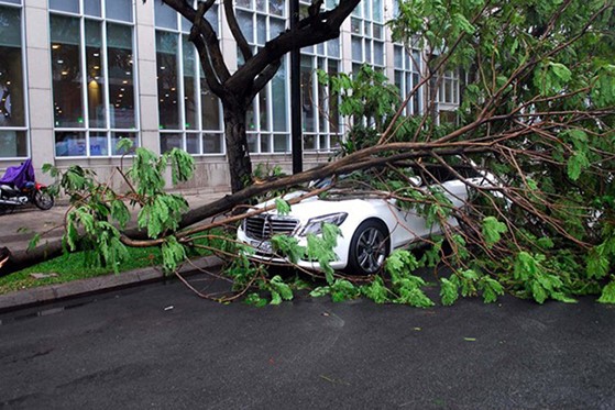  không đỗ xe ở gần gốc cây, cột điện,... tránh tình trạng cây đổ, gây nguy hiểm. 1