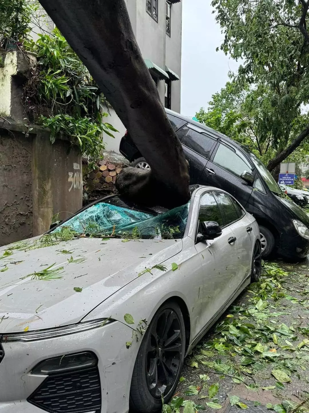 Ô tô bị cây đè do bão, không phải trường hợp nào cũng được bảo hiểm đền bù.