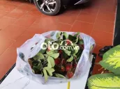 Mitsubishi Xpander 2023 Đen 8300 km