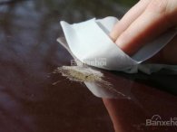 Làm thế nào để tẩy sạch phân chim trên xe ô tô?
