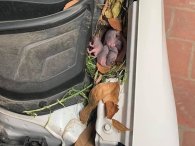 Đuổi chuột bằng dầu gió và long não, cách đơn giản bảo vệ ô tô suốt mùa dịch