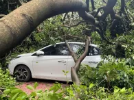 Ô tô bị cây đổ đè trúng do bão, ai chịu trách nhiệm bồi thường?