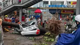 Ô tô bị cây đè do bão, không phải trường hợp nào cũng được bảo hiểm đền bù