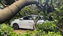 Ô tô bị cây đổ đè trúng do bão, ai chịu trách nhiệm bồi thường?