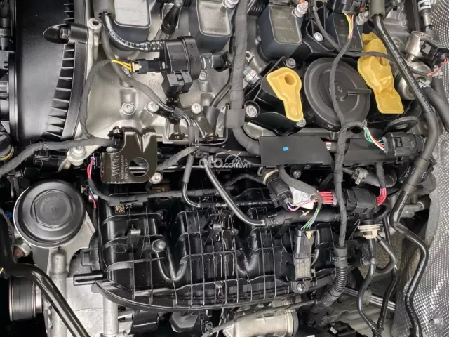 Một chủ từ đầu biển tỉnh