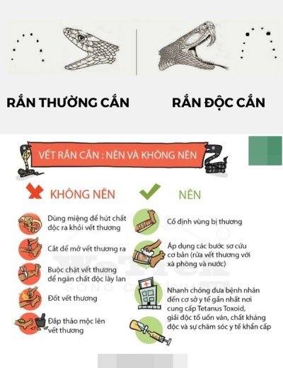 ''''''''Ác mộng'''''''' rắn chui vào xe ô tô tránh nóng ngày hè 5 ''''''''Ác mộng'''''''' rắn chui vào xe ô tô tránh nóng ngày hè 5.
