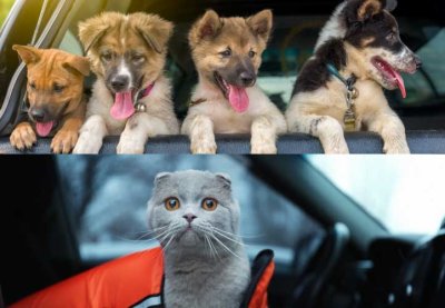 Cách khử mùi hôi của thú cưng trên xe ô tô 1 Cách khử mùi hôi của thú cưng trên xe ô tô 1.
