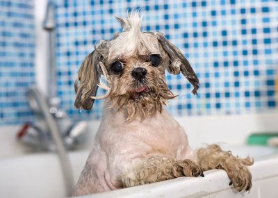 Cách khử mùi hôi của thú cưng trên xe ô tô 3 Cách khử mùi hôi của thú cưng trên xe ô tô 3.