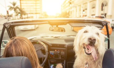 Chở thú cưng trên xe gây mất an toàn khi lái xe Chở thú cưng trên xe
