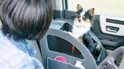 Honda ‘chiều lòng’ thú cưng bằng trang bị Honda Dog Honda ‘chiều lòng’ thú cưng bằng trang bị Honda Dog a1