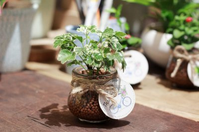 Đồ trang trí phong thủy xe hơi - cây xanh phong thủy Đồ trang trí phong thủy xe hơi - cây xanh phong thủy.