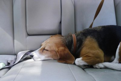 chó ngủ trên xe